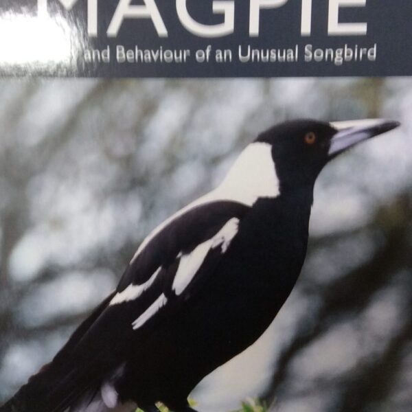 Australian Magpie