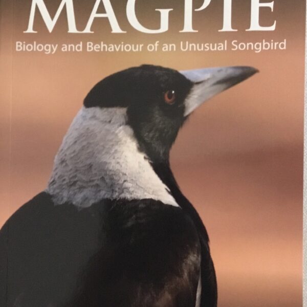 Australian Magpie
