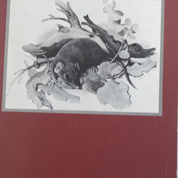 Antechinus. Poems 1975-1980